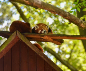 Powitajmy dwóch nowych mieszkańców toruńskiego ogrodu zoobotanicznego!