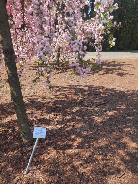 Kwitnące wiśnie i magnolie w Ogrodzie Botanicznym w Powsinie