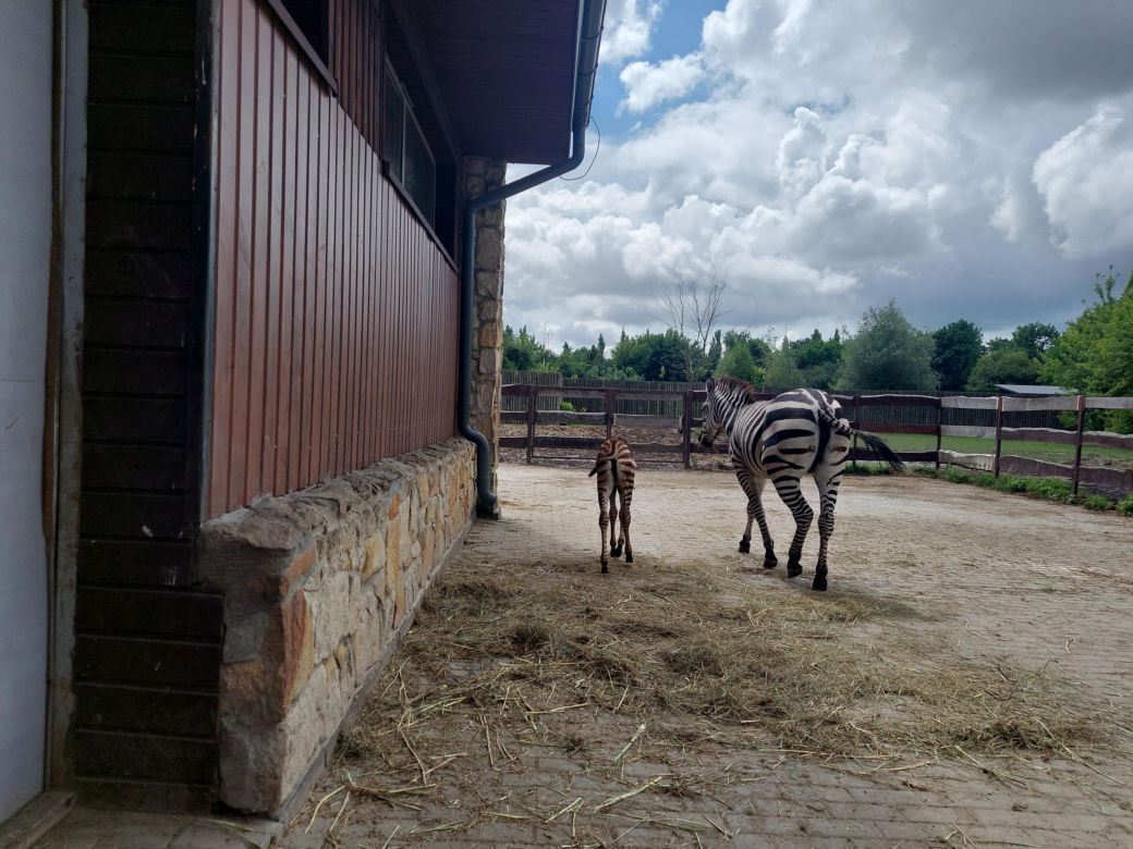 Mała zebra w zamojskim ZOO