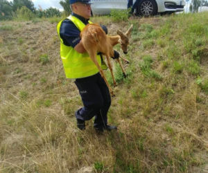 Ostrowski doktor Dolitte w policji