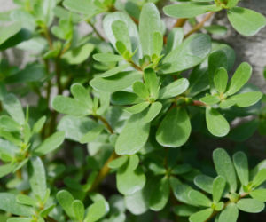 Portulaka pospolita