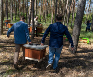 Pszczelarze z Rzeszowa uratowali pasiekę w Wielkopolsce [GALERIA]