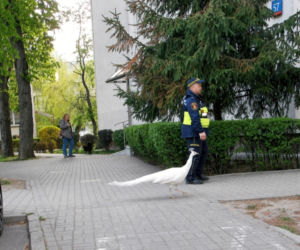 Niecodzienna eskorta strażników miejskich z Warszawy