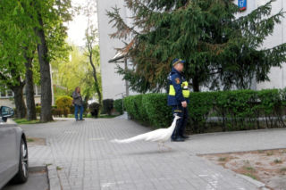 Niecodzienna eskorta strażników miejskich z Warszawy