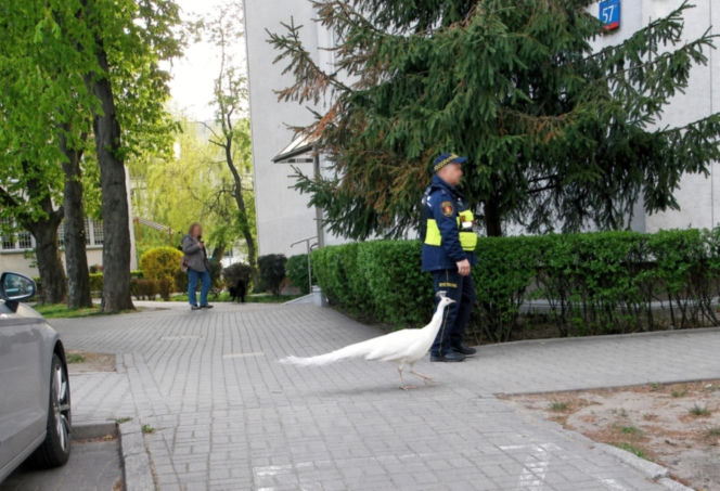 Niecodzienna eskorta strażników miejskich z Warszawy