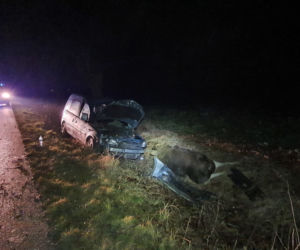 Łódzkie: Potężny ŁOŚ wbiegł wprost pod auto! Dramatyczne skutki zderzenia