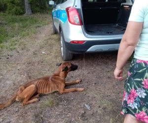 Pies cudem uniknął głodowej śmierci