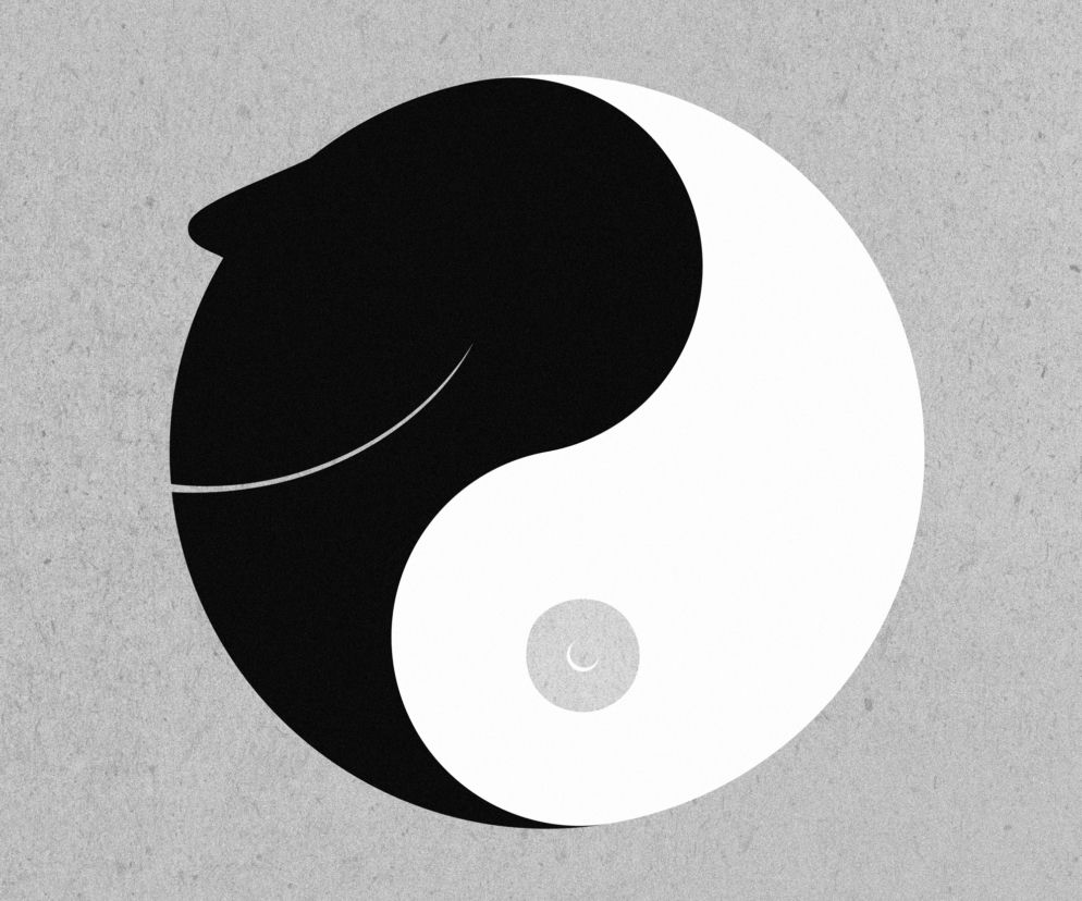 Ilustracje z nowej, wrocławskiej Kamasutry The Jonze