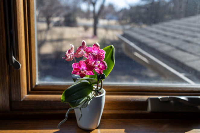 Storczyk Phalaenopsis