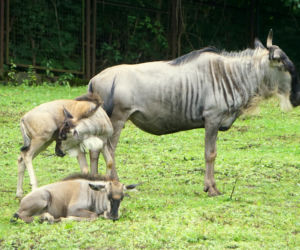 We wrocławskim zoo urodziły się gnu białobrode