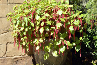 Pokrzywiec szorstkowłosy - Acalypha hispida