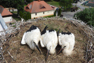 Przygodzice. Gniazdo coraz częściej puste. Bociany szykują się do odlotu!