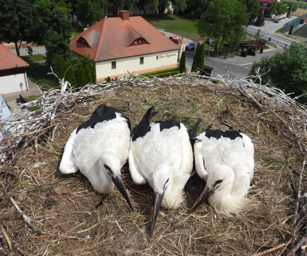 Przygodzice. Gniazdo coraz częściej puste. Bociany szykują się do odlotu!