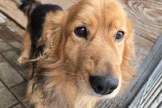 Ostrów. Aresztanci dla psów...będą pomagać w schronisku