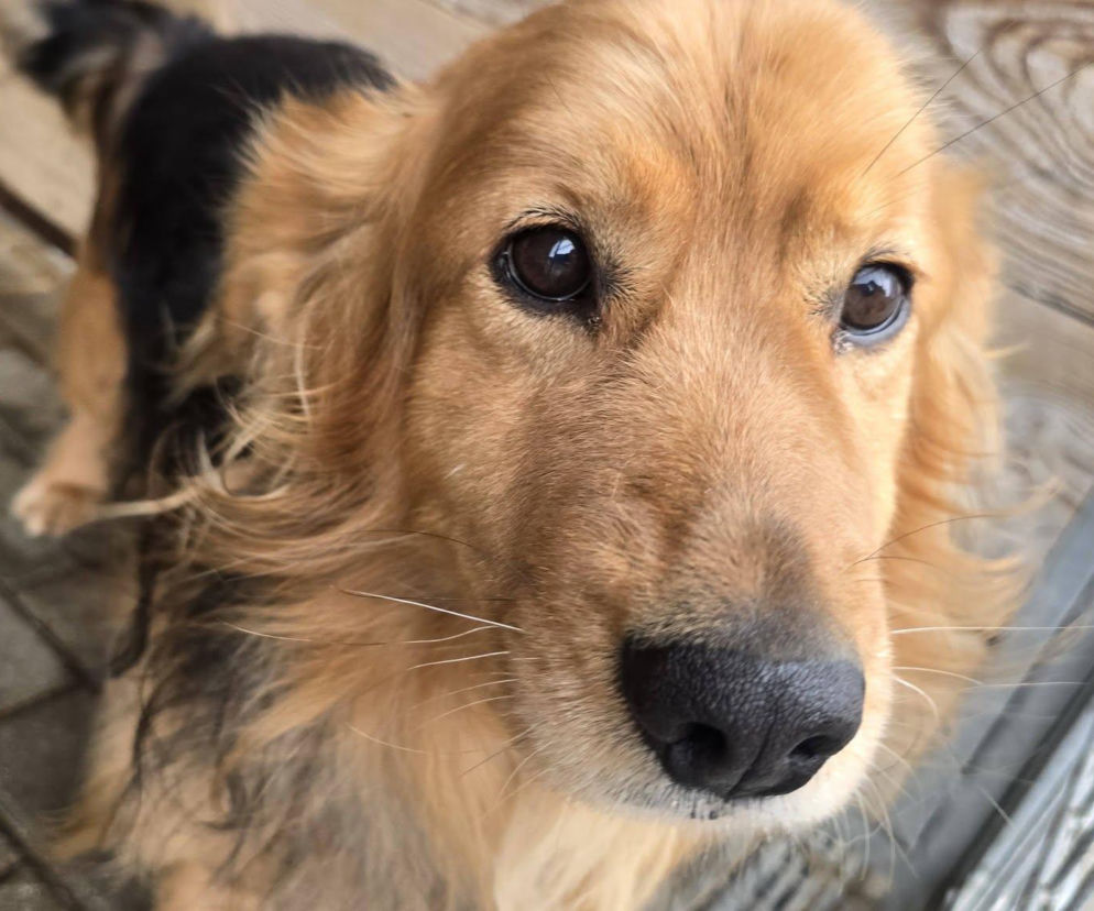 Ostrów. Aresztanci dla psów...będą pomagać w schronisku