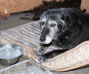 Doda rusza na pomoc zwierzętom! Interwencja w Sobolewie i ostre słowa pod adresem władz gminy