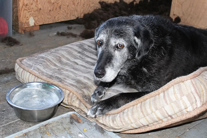 Doda rusza na pomoc zwierzętom! Interwencja w Sobolewie i ostre słowa pod adresem władz gminy