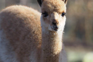 Złodziej grasuje w stołecznym ZOO. Młodziutki samczyk wikuni potrafi skraść każde serce