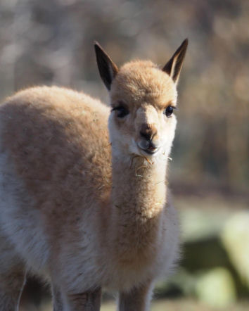 Złodziej grasuje w stołecznym ZOO. Młodziutki samczyk wikuni potrafi skraść każde serce