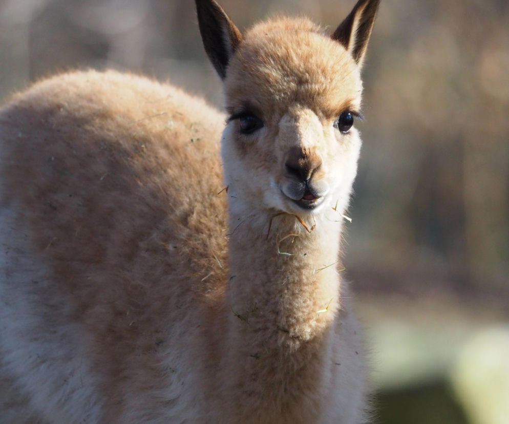 Narodziny w stołecznym zoo. Młody samiec wikuni podbija serca odwiedzających