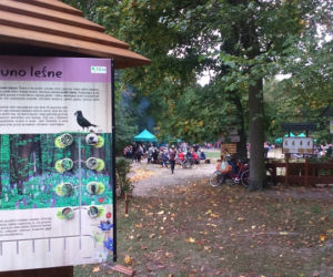 Toruń ustanowił rekord... w przytulaniu drzew! 