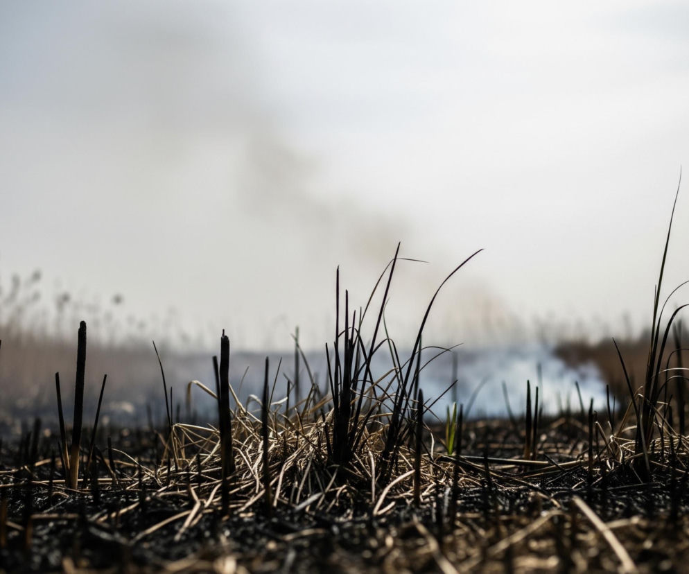 Na pierwszym planie widoczne są zwęglone, czarne fragmenty roślinności oraz suche, jasnobrązowe źdźbła trawy, tworzące gęstą, spalona warstwę na ziemi. Pomiędzy nimi wyrastają pojedyncze, cienkie, ciemne źdźbła, niektóre z nich są jeszcze zielone. W tle unosi się gęsty, szary dym, a za nim widać rozmazane, wyblakłe sylwetki wysokich traw lub trzcin o jasnobrązowym zabarwieniu, natomiast niebo jest jasne, prawie białe.