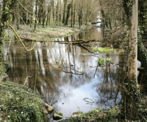 Pałac w Pawłowicach