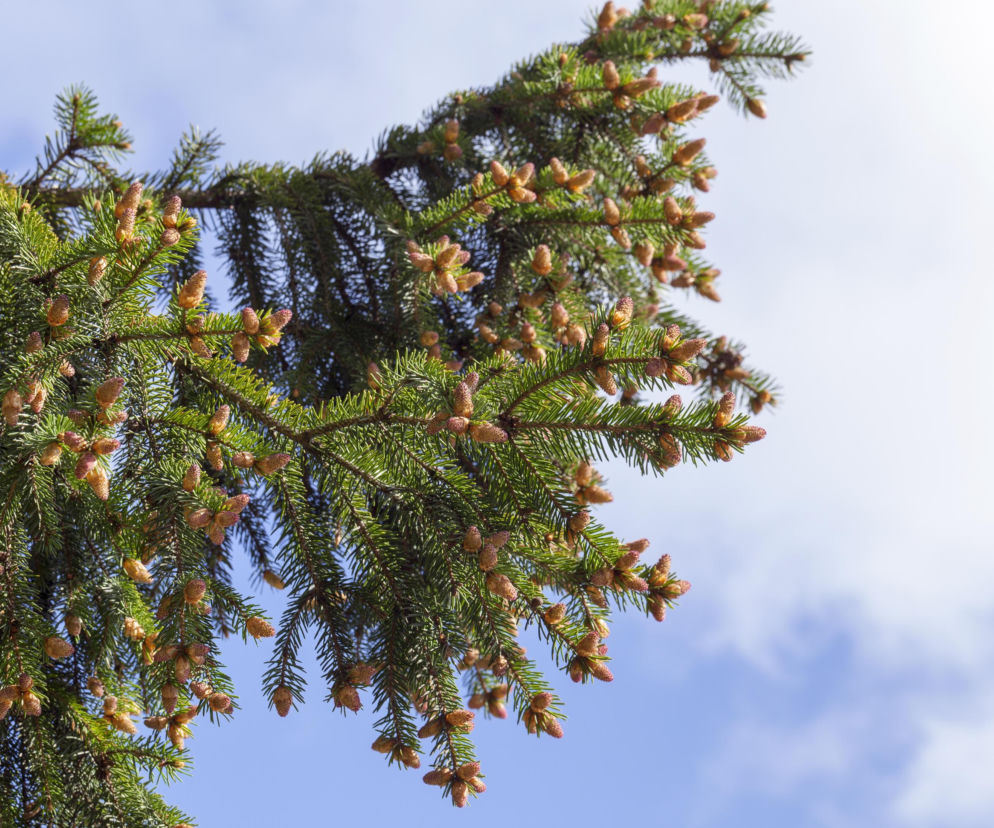 Zielone pędy sosny z młodymi, jasnozielonymi szyszkami w pełnym słońcu na tle błękitnego nieba z białymi obłokami, idealne do przygotowania syropu na kaszel i odporność, o którym przeczytasz na Poradnik Zdrowie.