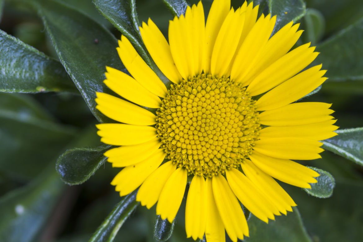 Asteriscus nadmorski