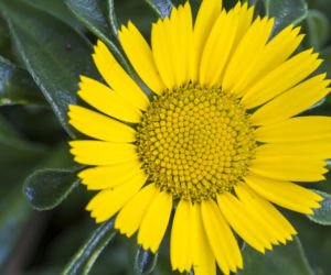 Asteriscus nadmorski