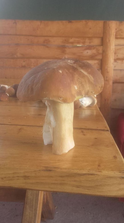 Grzybobranie na Podkarpaciu: Zdjęcia Czytelników