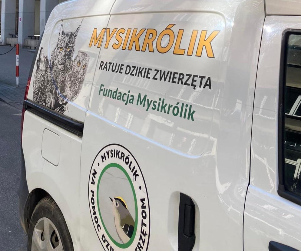 Biała furgonetka Fundacji Mysikrólik z rysunkiem dzikich zwierząt. O ratowaniu zwierząt przeczytasz na Mediateka.