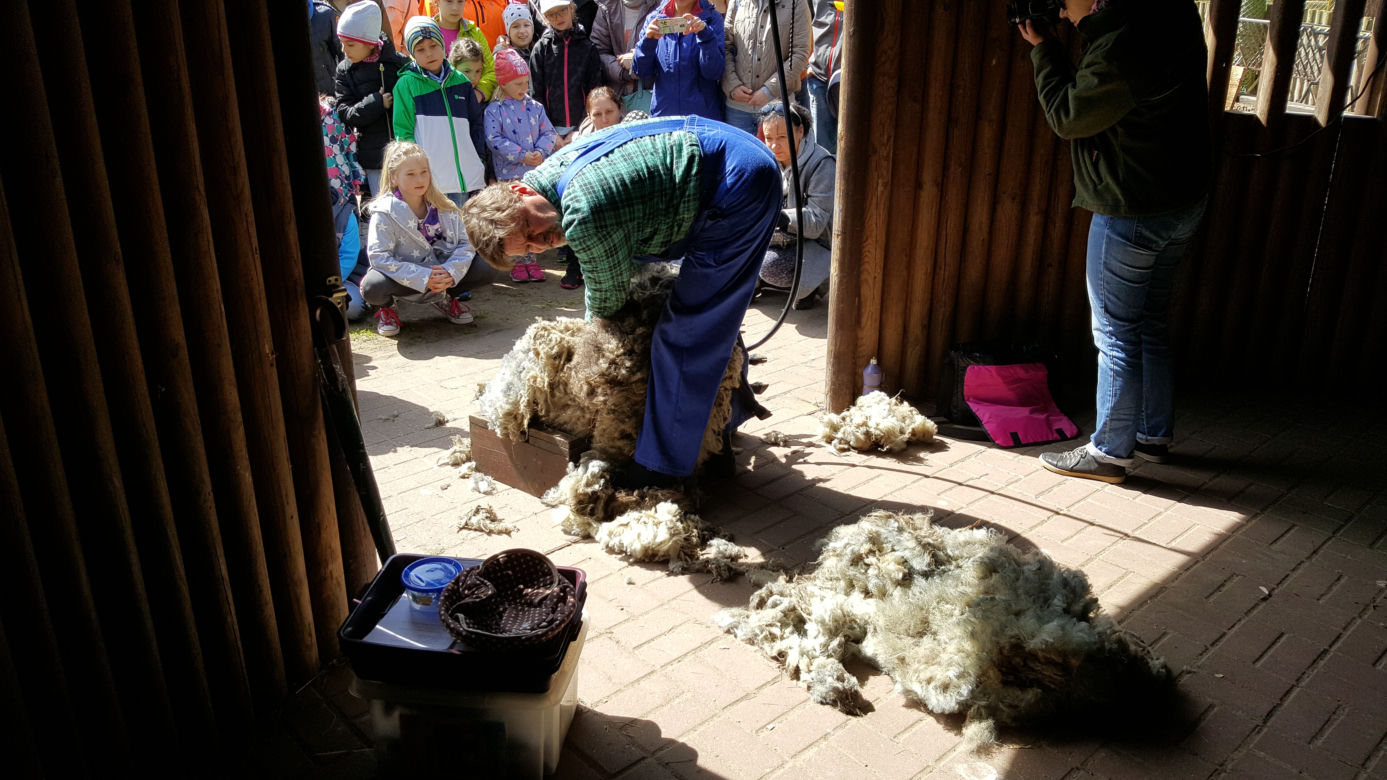 Pokaz strzyżenia owiec w bydgoskim zoo