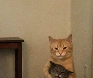 Koty opanowały internet!