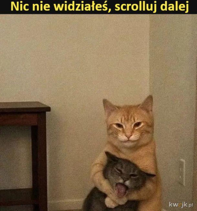 Koty opanowały internet!