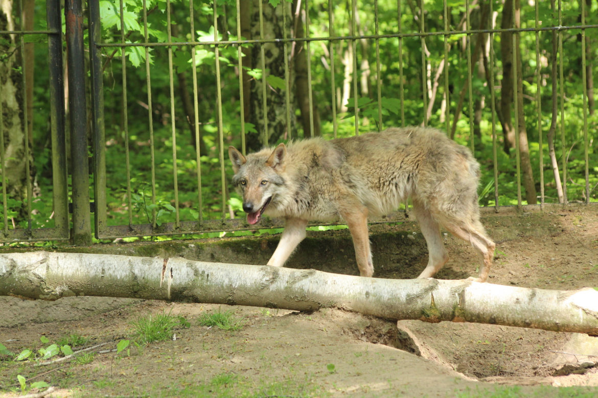 Nowy mieszkaniec bydgoskiego ZOO! Przyjechał prosto z Chorwacji [ZDJĘCIA]
