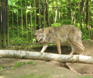 Nowy mieszkaniec bydgoskiego ZOO! Przyjechał prosto z Chorwacji [ZDJĘCIA]