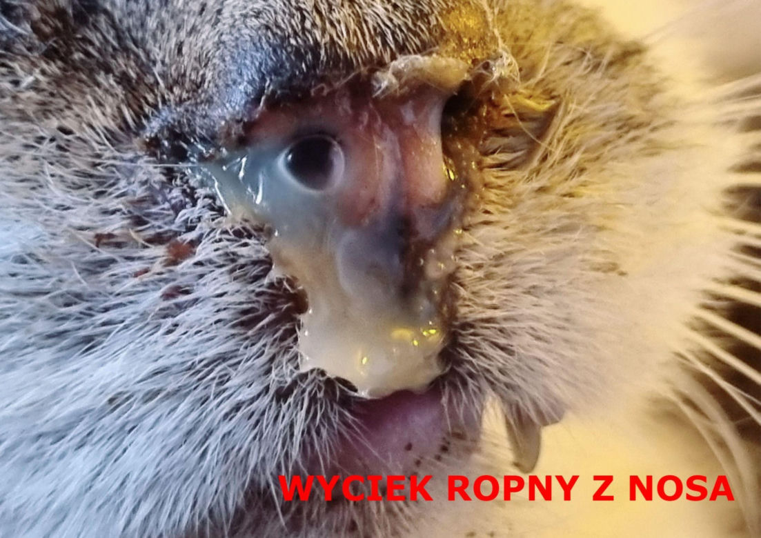 Mieszkał w styropianowym "domku" na działkach we Wrocławiu. Ekostraż walczy o życie cierpiącego kota