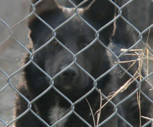 Watahy zdziczałych psów atakują wieś! Rozrywają koty, rzuciły się na dziecko!