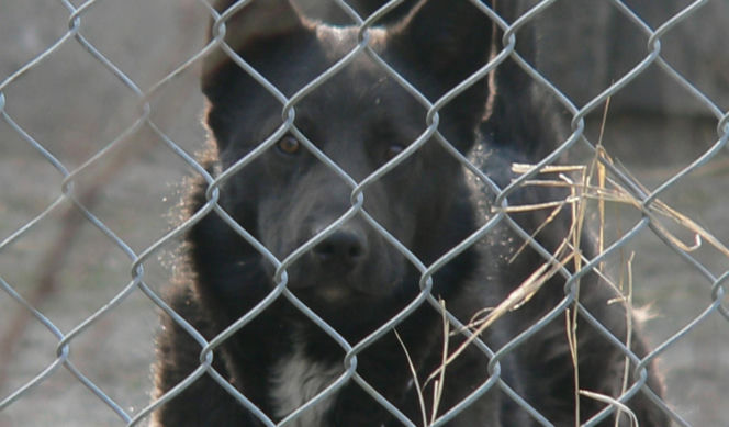 Watahy zdziczałych psów atakują wieś! "Rozrywają koty, rzuciły się na dziecko!
