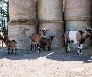 Koronawirus w Trójmieście. Zamieszkali razem ze zwierzętami w schronisku [ZDJĘCIA]