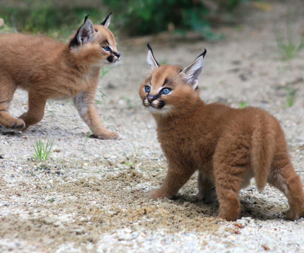 Afrykańskie lato w zoo safari w Czechach