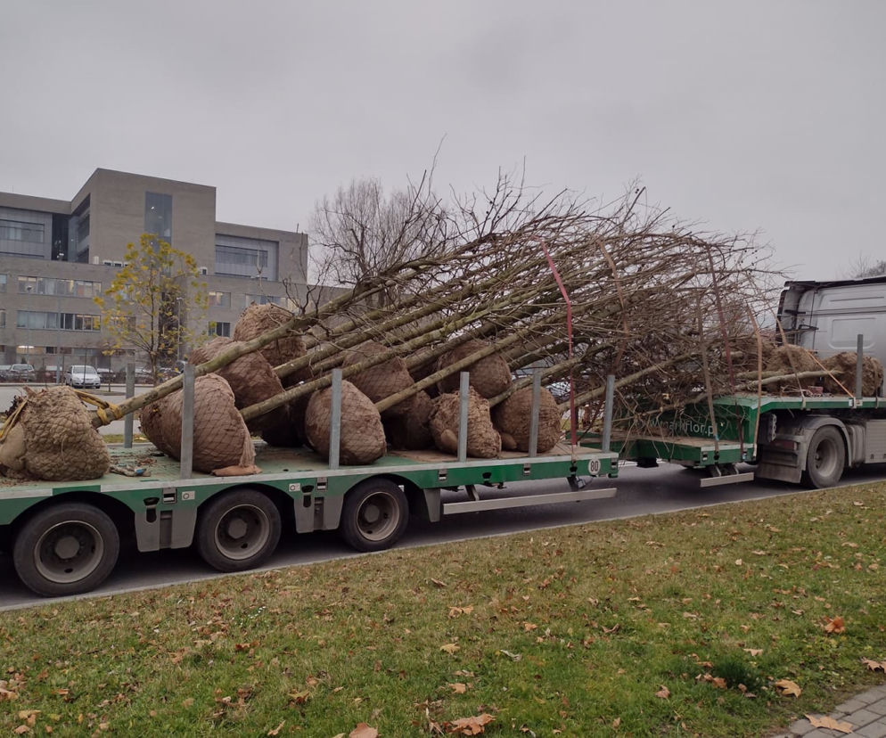 Rzeszów się zazieleni. To za sprawą kolejnych jesiennych nasadzeń