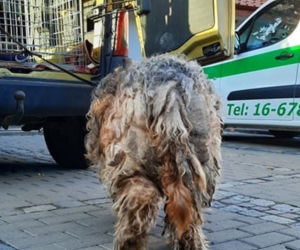 Wyglądał jak zabłocona kudłata kulka