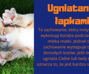 Słownik mowy kociej. Czyli co powienien wiedzieć każdy właścicel kota!