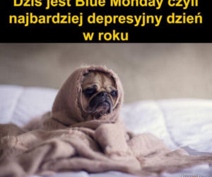 MEMY na Blue Monday