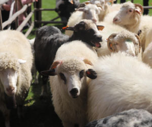 Wiosenny redyk w Ludźmierzu