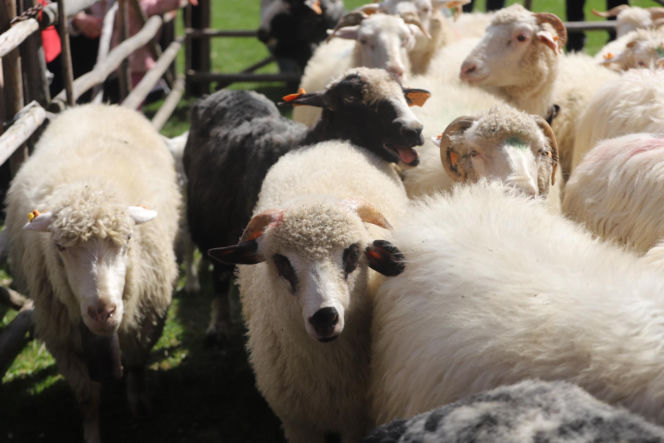 Wiosenny redyk w Ludźmierzu