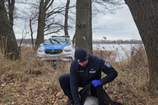 Nietypowa akcja ratunkowa w gminie Osieczna. Uratowali żurawia leżącego na lodzie