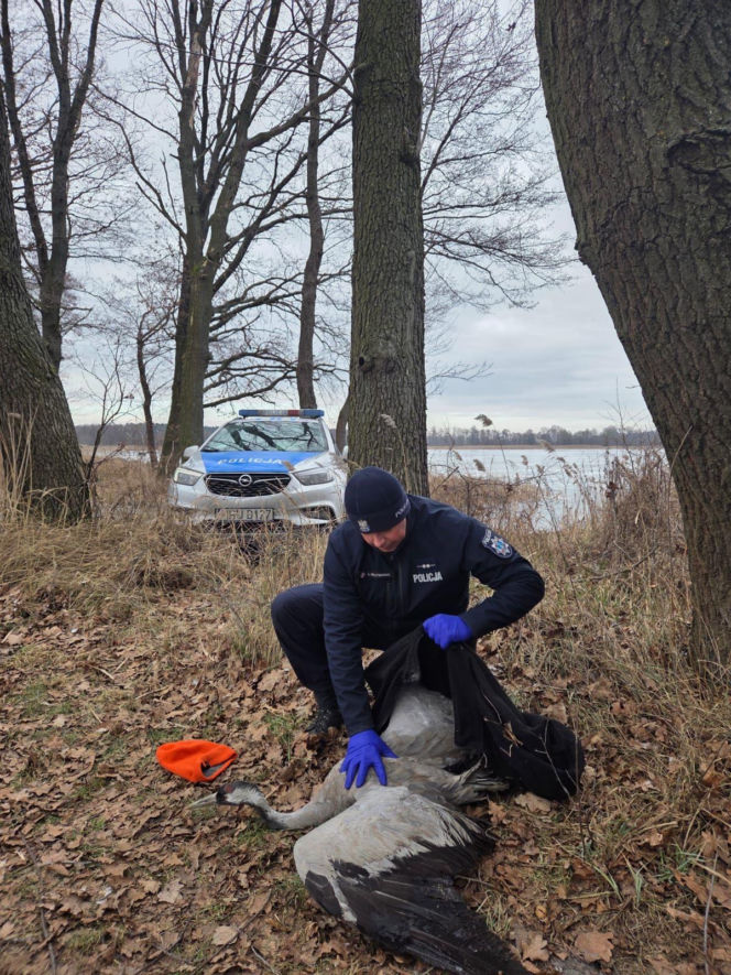 Nietypowa akcja ratunkowa w gminie Osieczna. Uratowali żurawia leżącego na lodzie